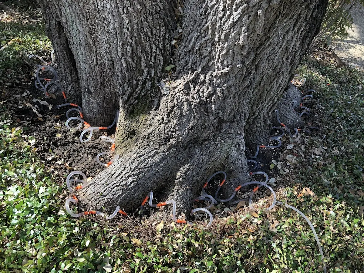 Detailed Tree Cabling and Bracing job site in North Stratford
