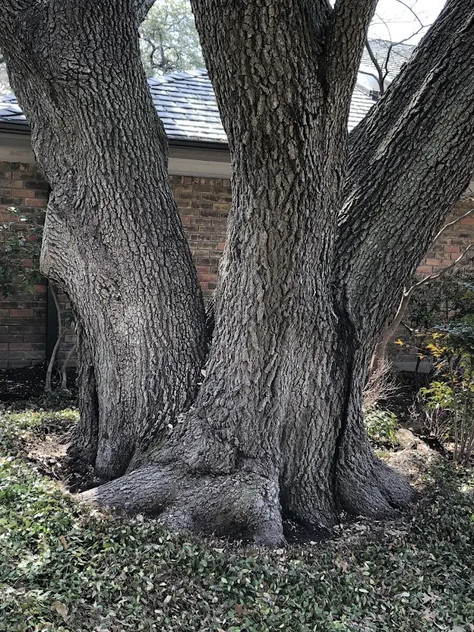 Mature heritage tree close to a North Stratford property cared for by certified arborists